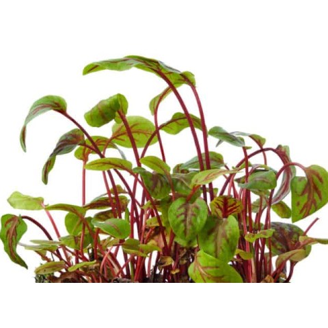 Rumex Red Veined Sorrel Microgreens 10gr
